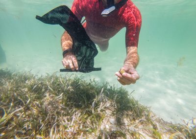 A la recherche des graines d’herbiers marins