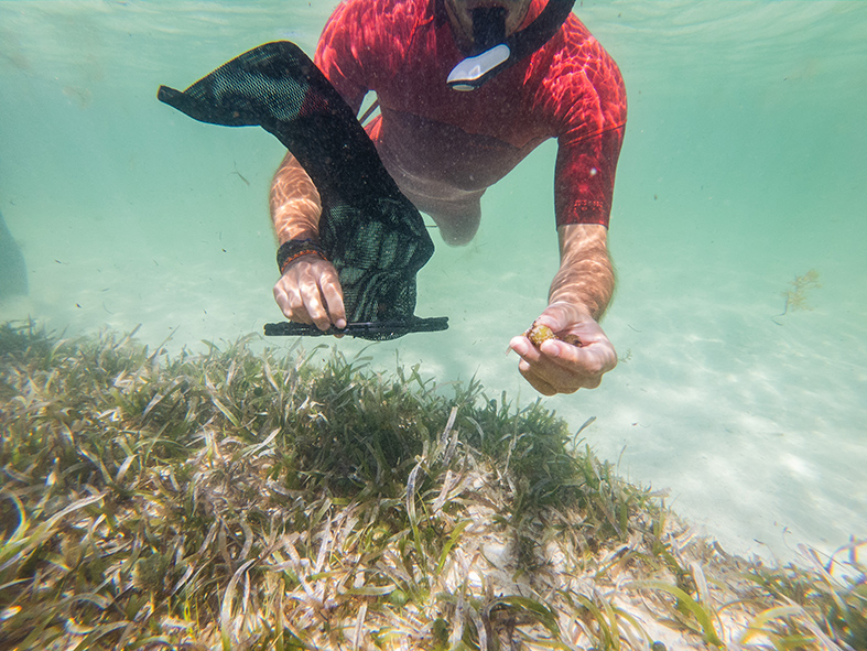 In search of seagrass seeds