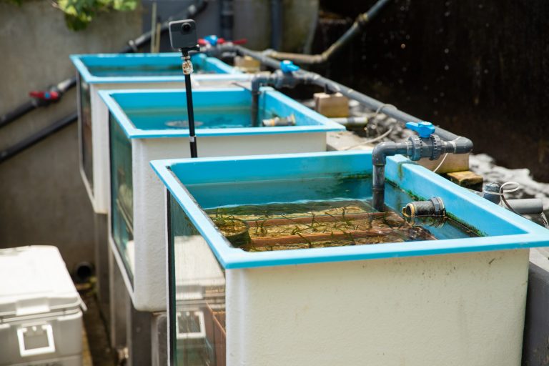 Seagrass beds : Culture in experimental nursery