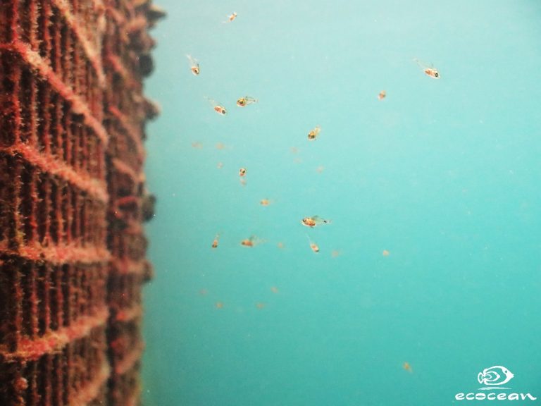 Installation of underwater micro-habitats and artificial reefs