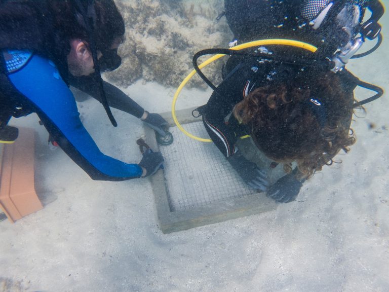 Seagrass beds : Implantation in natural environment 2