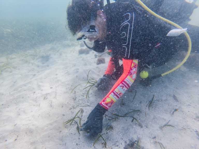 Seagrass beds : Implantation in natural environment 1