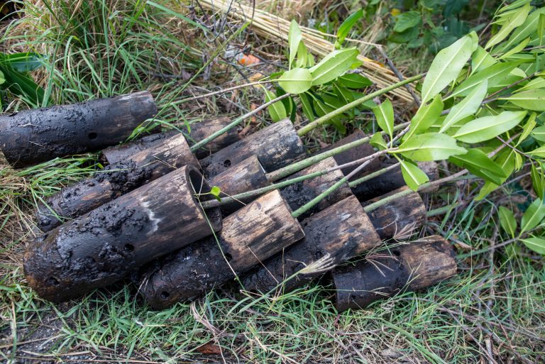 Mangrove : Culture en pépinière associative