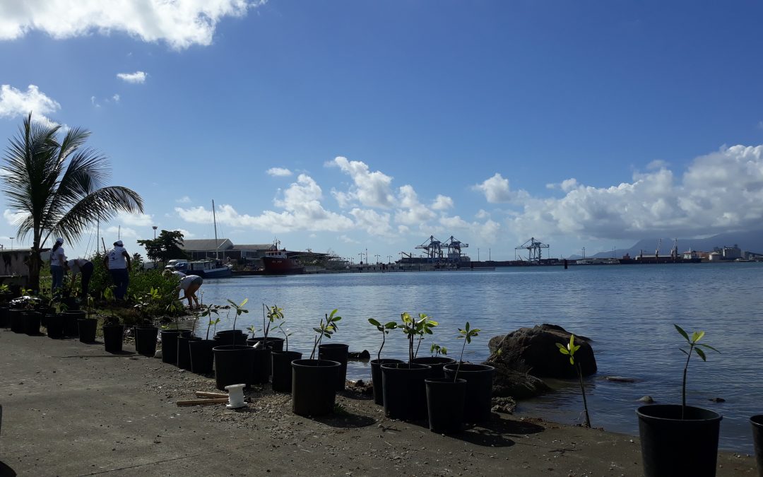 A new mangrove at bergevin : 240 mangrove trees planted in the natural environment