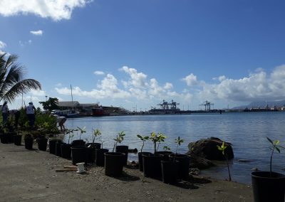 Une nouvelle mangrove à Bergevin : 240 palétuviers implantés en milieu naturel