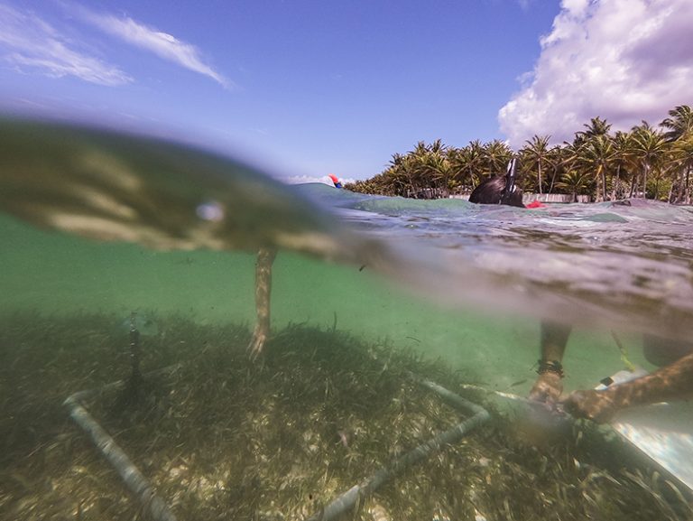 Seagrass beds : Seed collection