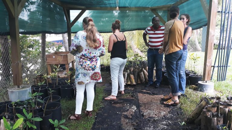 Mangrove : Culture en pépinière associative