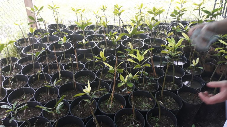 Mangrove : Cultivation in experimental nursery