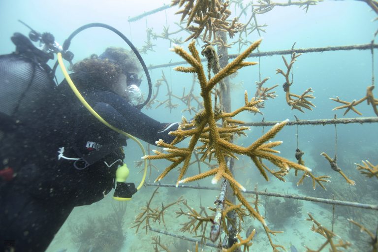 Corals : nursery growth