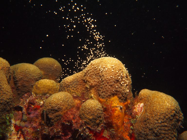 Corals : gamete collection