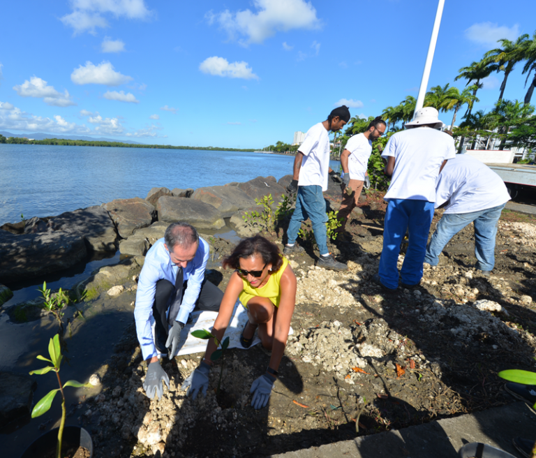 Penchard-Salaun-Paletuviers-Mangrove-Cayoli-768x656