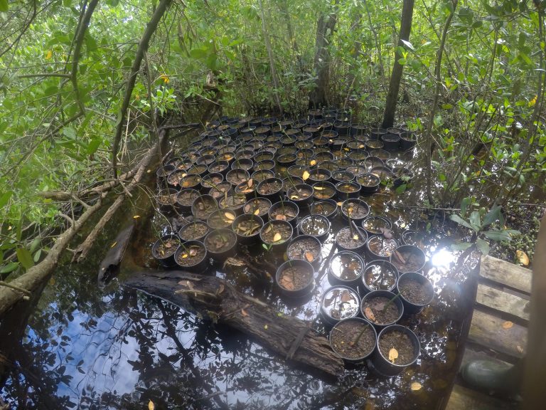 Mangrove : Culture en pépinière expérimentale