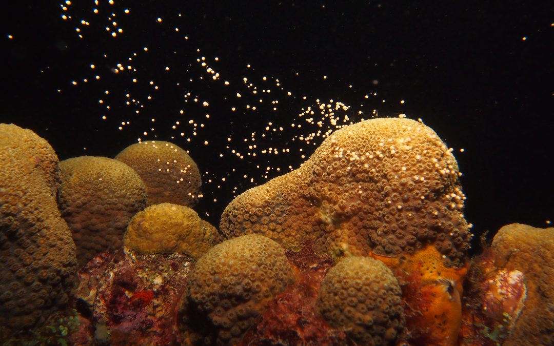 Protected corals of guadeloupe