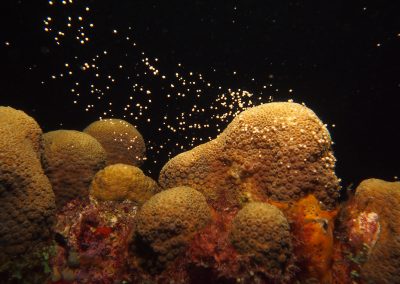 Les coraux protégés de Guadeloupe